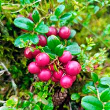 Отдых в Карелии в июле