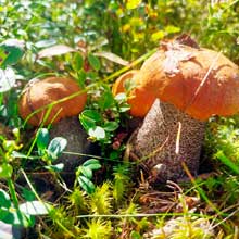 Отдых в Карелии в августе