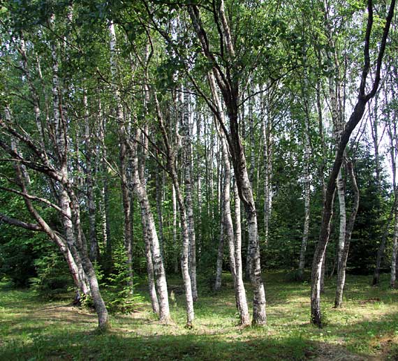 Музей-заповедник Кивач