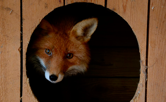 Посещение Три Медведя